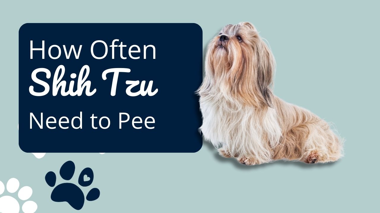 How Often Does a Shih Tzu Need to Pee 