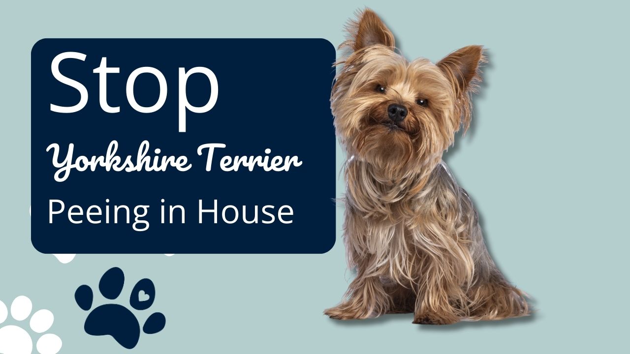 How to Stop Yorkies From Peeing in House