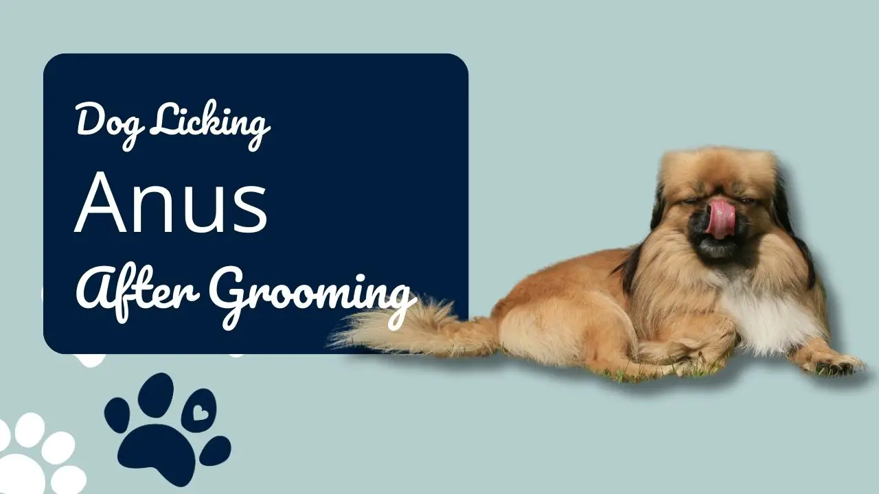 The Scoop on Why Your Dog Keeps Licking Anus After Grooming