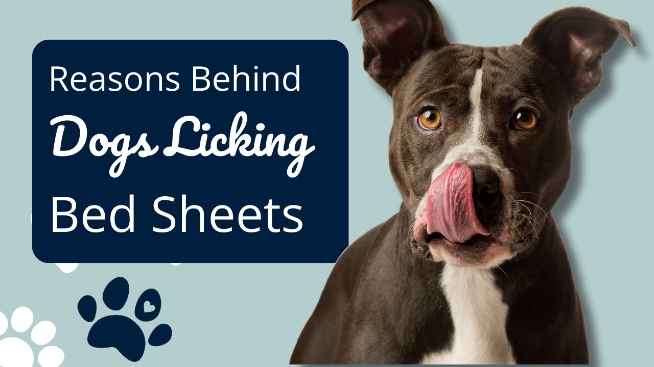 7 Reasons, Why Does Your Dogs Lick Your Bed Sheets?