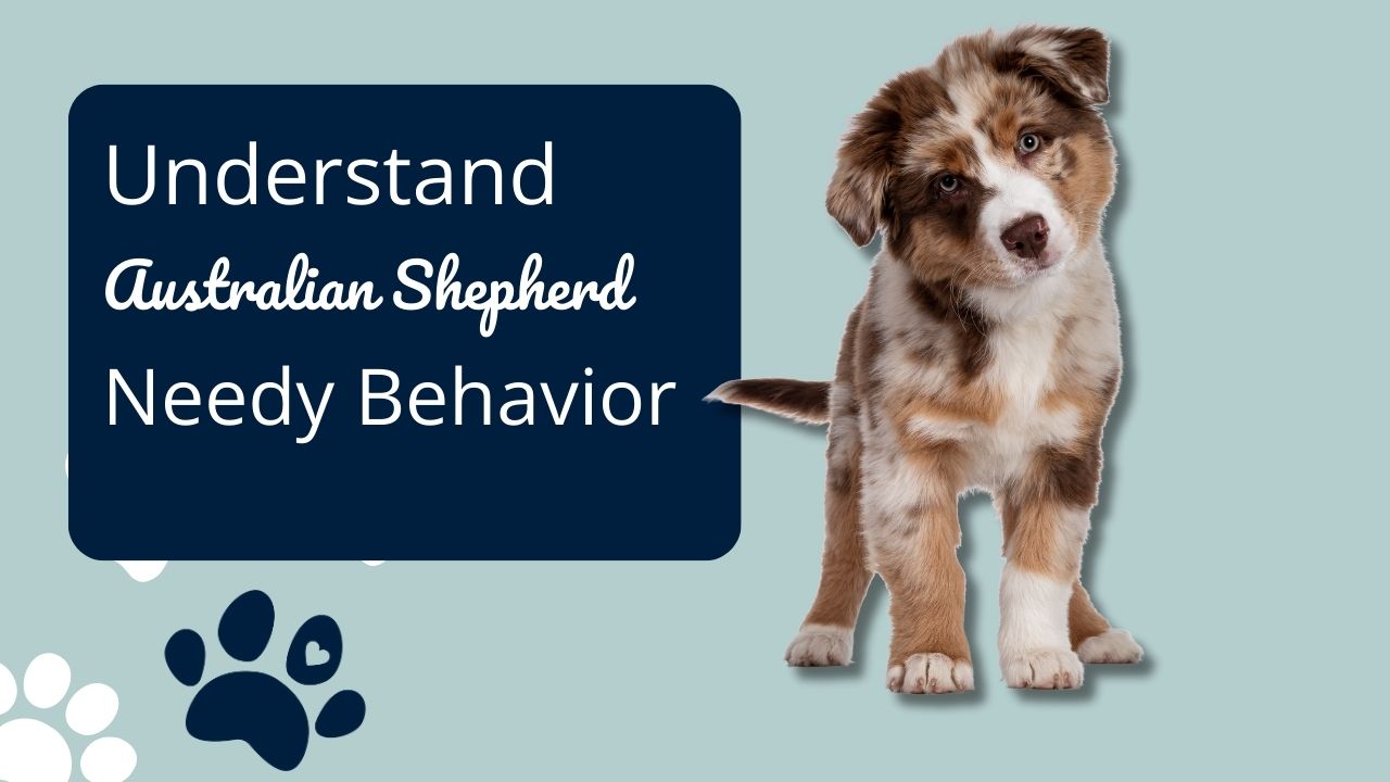 Understand Aussies Needy Behavior Why is Australian Shepherd so Clingy