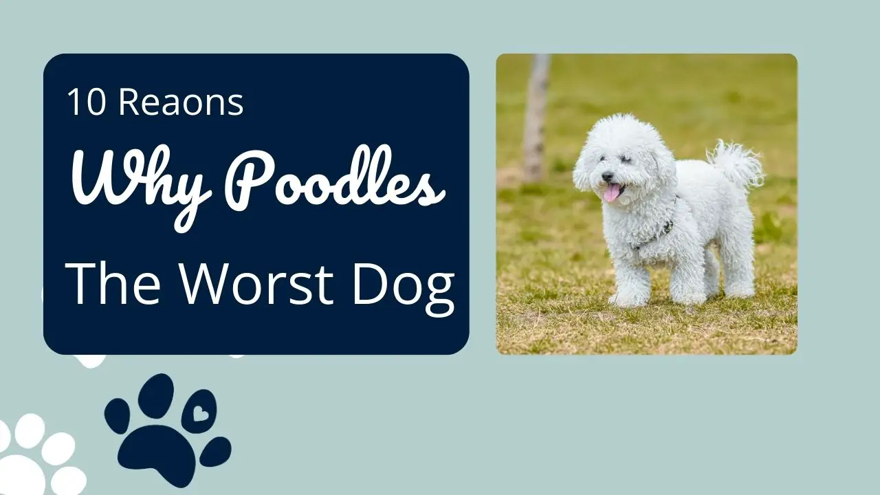 10 Reasons Why Poodles Are the Worst Dogs?