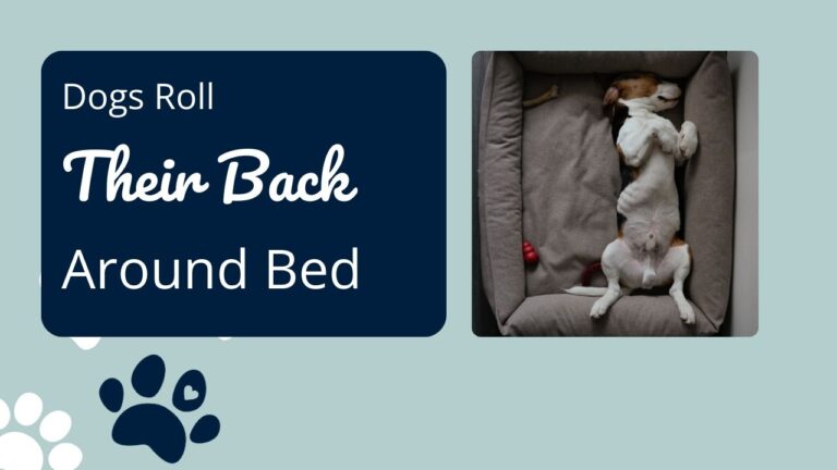 Why Do Dogs Roll Their Back Around on Bed?