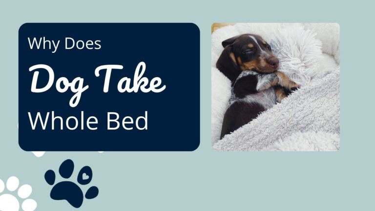 Why Does Dog Take Up The Whole Bed? Pet Sleeping Habits 