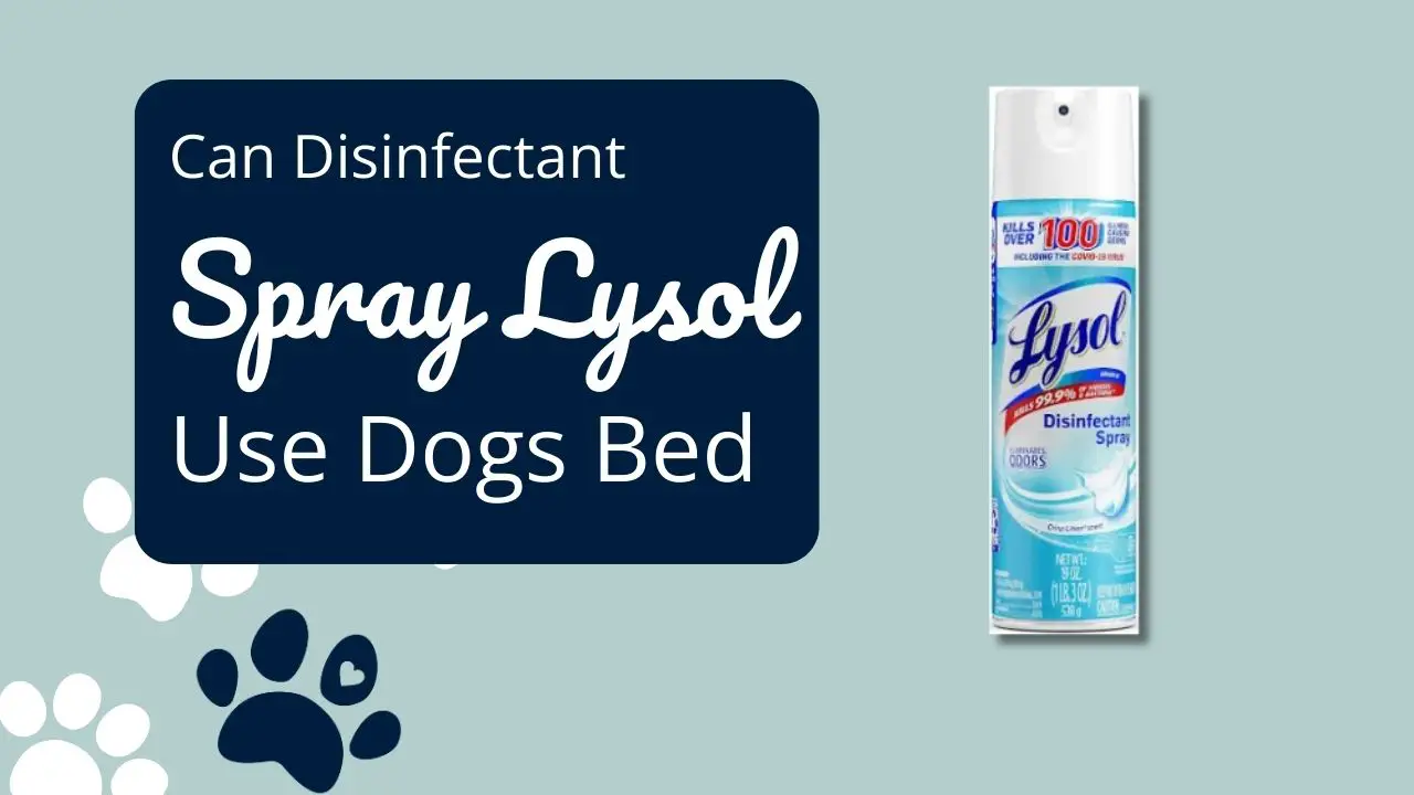 can i spray lysol on dog bed