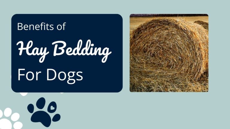 Benefits of Hay Bedding for Dogs